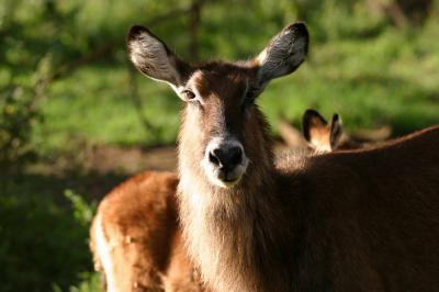 Waterbuck