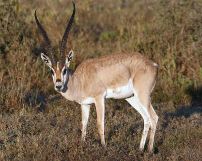 Waterbuck