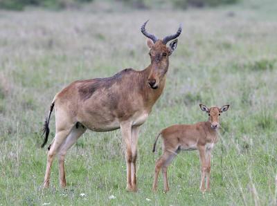 Hartebeest