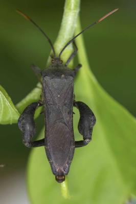 Leaf-footed Bug 長腹侎緣蝽 Pseudomictis distinctus