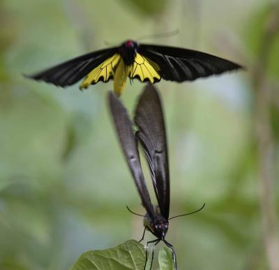 Common Birdwing 裳鳳蝶Troides Helena