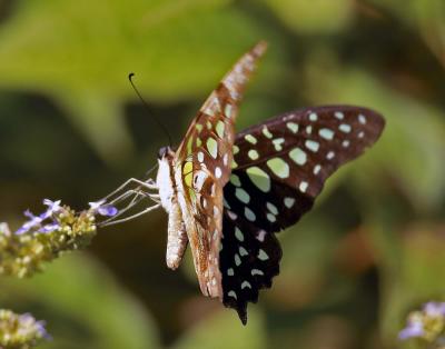 Tailed Jay 統帥青鳳蝶 Graphium agamemnon