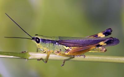 Tooth-legged Grasshopper  黑翅竹蝗Ceracris fasciata