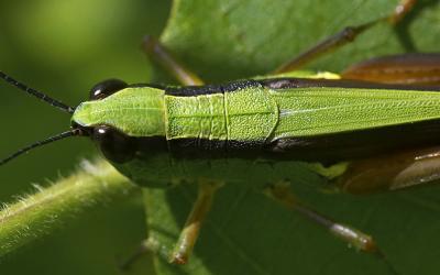 Ceracris fasciata 黑翅竹蝗