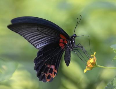 Great Mormon (male) 美鳳蝶 Papilio memnon