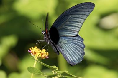 Great Mormon (male) 美鳳蝶 Papilio memnon