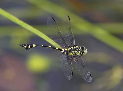 Common Flangetail 霸王葉春蜓
