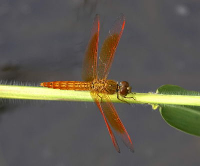 Asian Amberwing (Male) 黃翅蜻（雄)