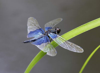 Sapphire Flutterer 三角麗翅蜻
