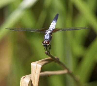 Common Blue Skimmer 黑尾灰蜻 Orthetrum glaucum