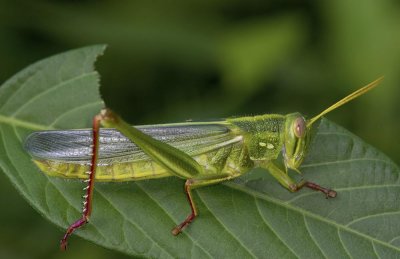 Large Green Grasshopper 棉蝗 Chondracris rosea