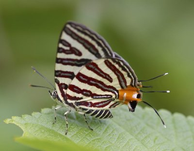 Long-banded Silverline 銀線灰蝶 Spindasis lohita