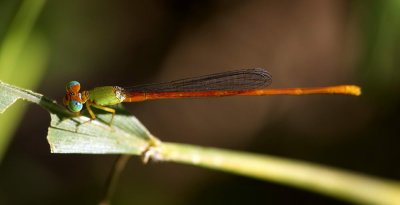 Orange-tailed Sprite 琉球橘黃蟌 Ceriagrion auranticum