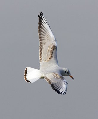 Black-headed Gull 紅咀鷗