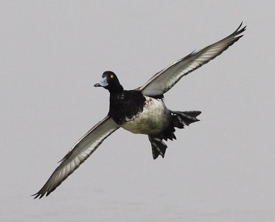 Tufted Duck 鳳頭潛鴨