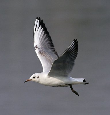 Black-headed Gull 紅咀鷗