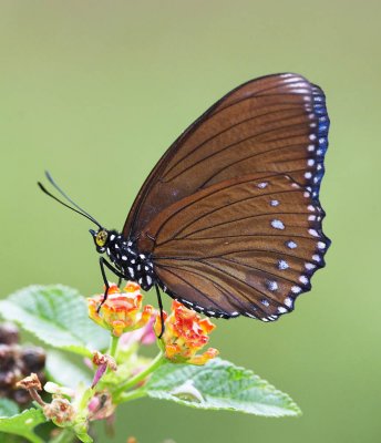 Euripus nyctelius (female) 芒蛺蝶（雌）