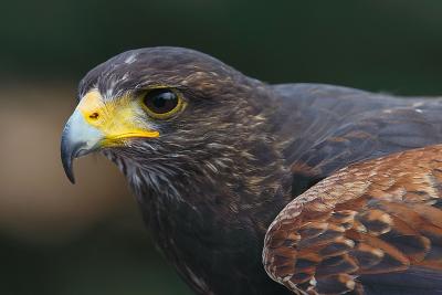 dieren