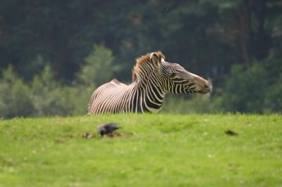 dieren