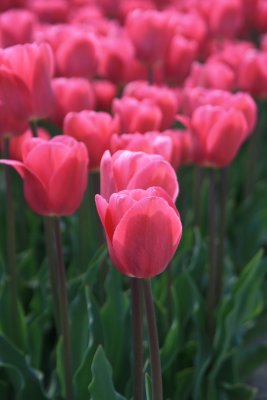 Tulips - Tulpen