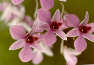 Orchids.