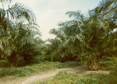 Oil Palm