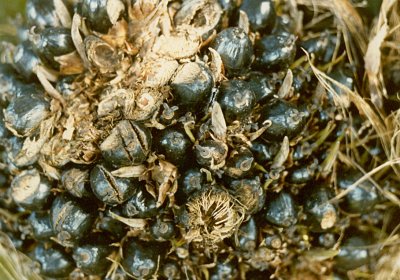 Oil Palm Seeds