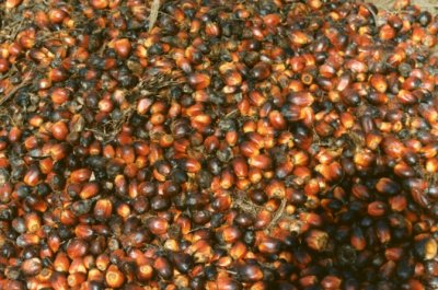 Oil Palm Seeds