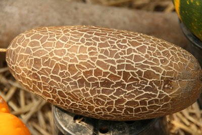 Tibetan or Sikkim Cucumbre