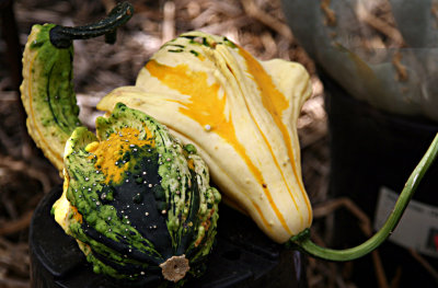 deco pumpkins