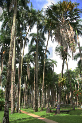 The Palm Garden - De Palmentuin