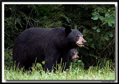 DSC_2540 bears w.jpg