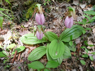 The elusive Pink Lady's-Slipper