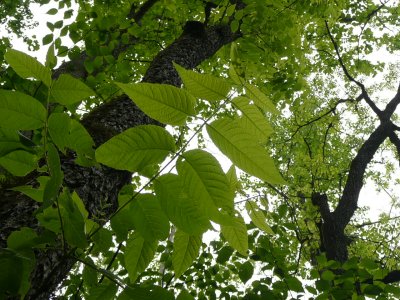 Black Walnut tree - there are no lower branches due to the thick forest