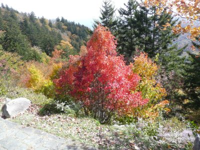 Lovely Scarlet - Newfound Gap