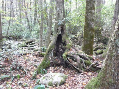 Hello from Cosby Nature Trail, Cosby TN