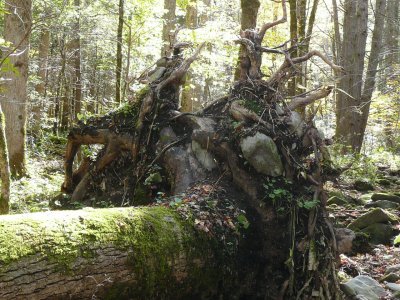 As Jerry tried to climb the backside of the root ball - CRACK - he fell into the creek & I wasn't fast enough with the camera!