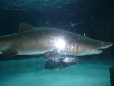 The picture is not the greatest - But look at those teeth!