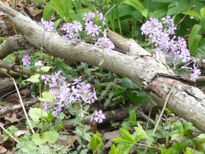 Springtime at Winton Woods - Purple phlox