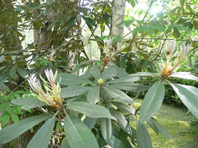 New leaves and the flower bud