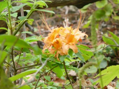 Flame Azalea