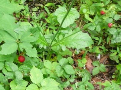 Wild Strawberries