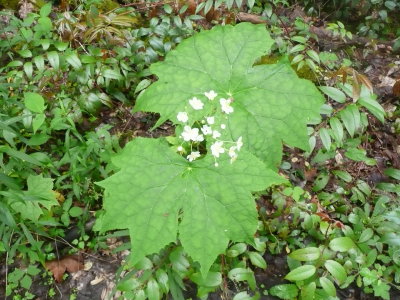 Umbrella-leaf