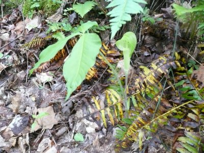 Jack-in-the-pulpit