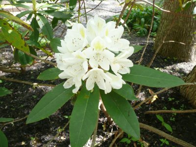 White rhododendron at camp