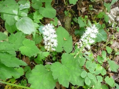 Foamflower