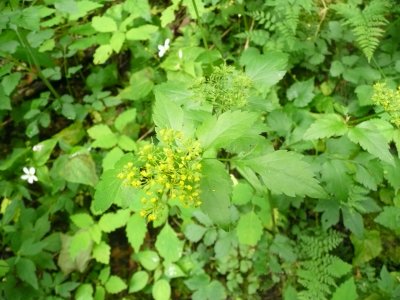 Meadow Parsnip