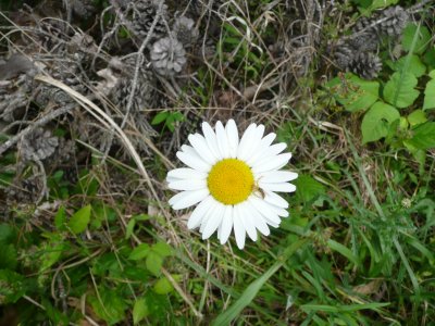 Ox Eye Daisy