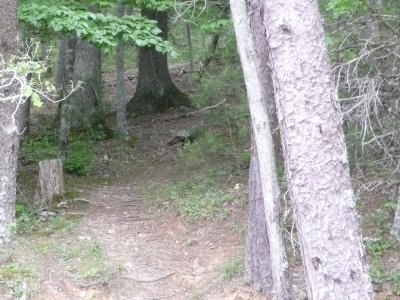 Catch me if you can! said the Wild Turkey