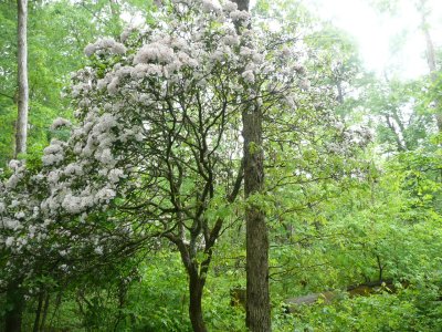 Mountain Laurel
